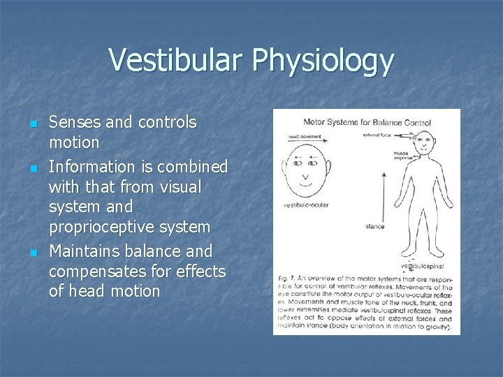 Vestibular Physiology n n n Senses and controls motion Information is combined with that