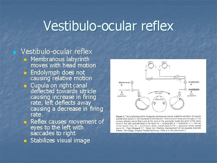 Vestibulo-ocular reflex n n n Membranous labyrinth moves with head motion Endolymph does not