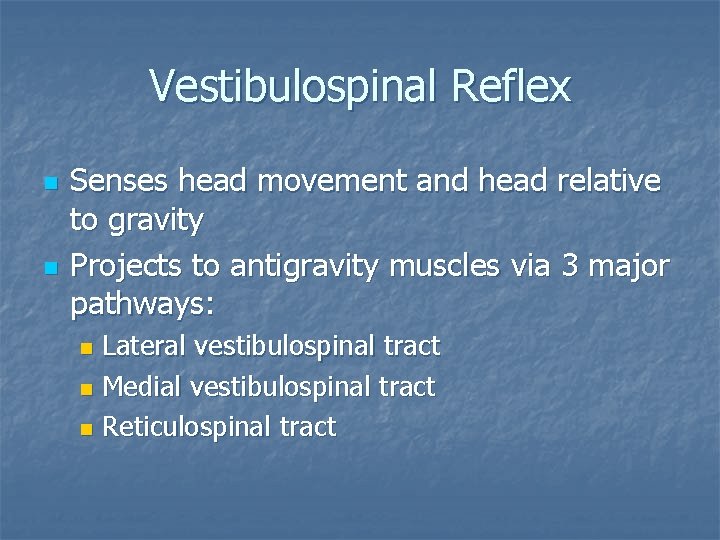 Vestibulospinal Reflex n n Senses head movement and head relative to gravity Projects to