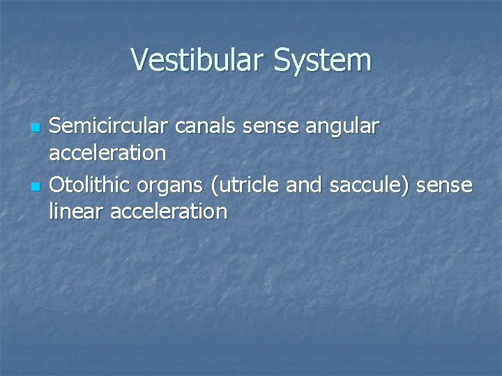 Vestibular System n n Semicircular canals sense angular acceleration Otolithic organs (utricle and saccule)