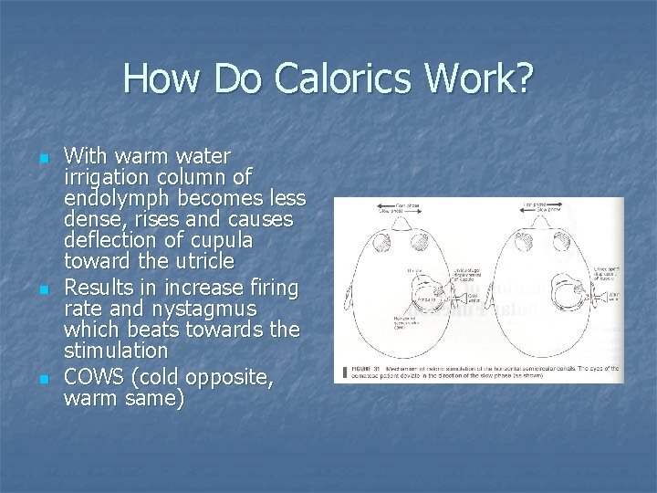 How Do Calorics Work? n n n With warm water irrigation column of endolymph