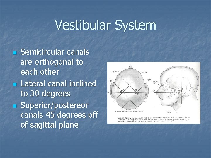 Vestibular System n n n Semicircular canals are orthogonal to each other Lateral canal