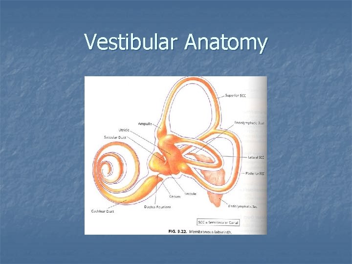 Vestibular Anatomy 