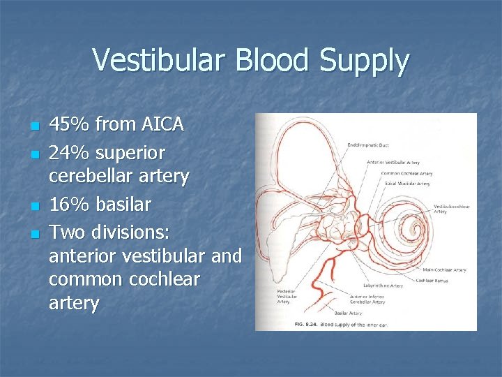 Vestibular Blood Supply n n 45% from AICA 24% superior cerebellar artery 16% basilar