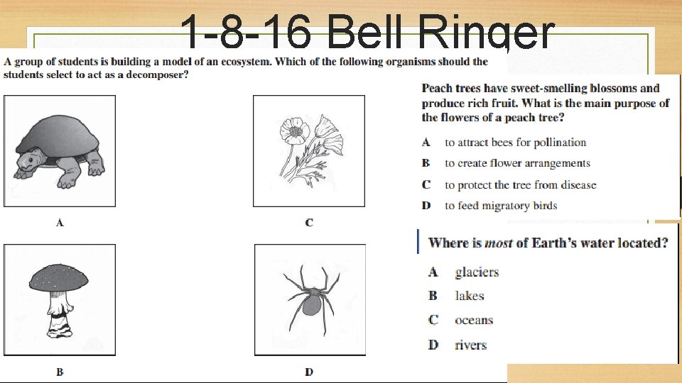 1 -8 -16 Bell Ringer 