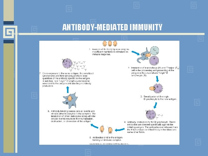 ANTIBODY-MEDIATED IMMUNITY 