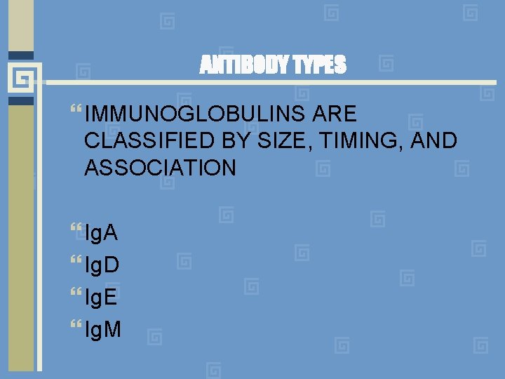 ANTIBODY TYPES IMMUNOGLOBULINS ARE CLASSIFIED BY SIZE, TIMING, AND ASSOCIATION Ig. A Ig. D