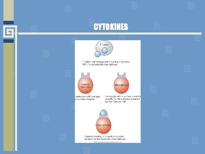 CYTOKINES 