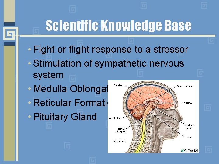 Scientific Knowledge Base • Fight or flight response to a stressor • Stimulation of