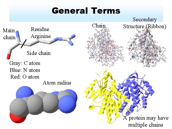 General Terms Main chain Residue Arginine Chain Secondary Structure (Ribbon) Side chain Gray: C