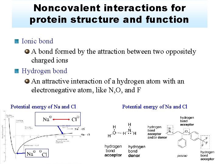 Noncovalent interactions for protein structure and function Ionic bond A bond formed by the