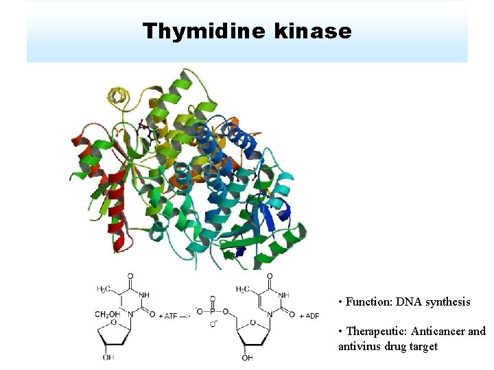 Thymidine kinase • Function: DNA synthesis • Therapeutic: Anticancer and antivirus drug target 