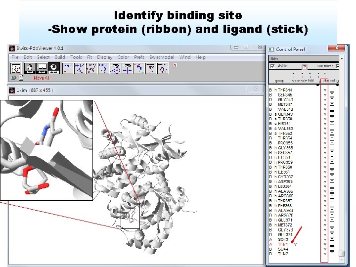 Identify binding site -Show protein (ribbon) and ligand (stick) 