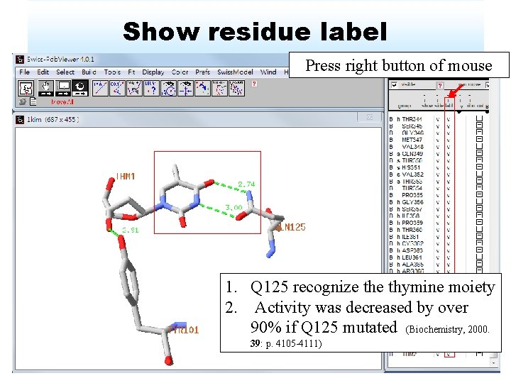 Show residue label Press right button of mouse 1. Q 125 recognize thymine moiety