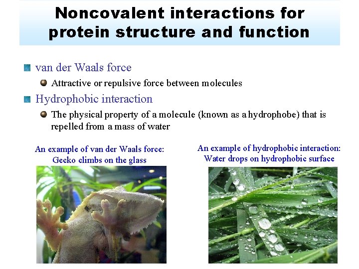 Noncovalent interactions for protein structure and function van der Waals force Attractive or repulsive