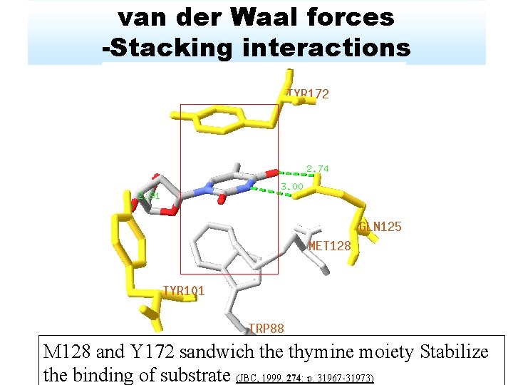 van der Waal forces -Stacking interactions M 128 and Y 172 sandwich the thymine