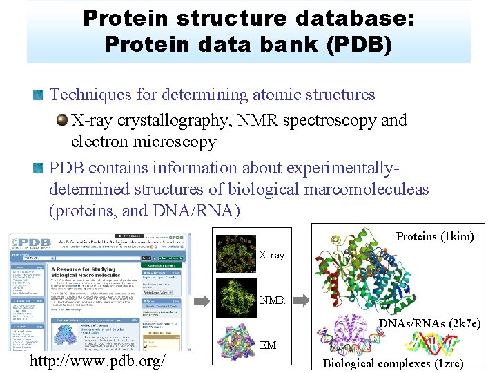 Protein structure database: Protein data bank (PDB) Techniques for determining atomic structures X-ray crystallography,