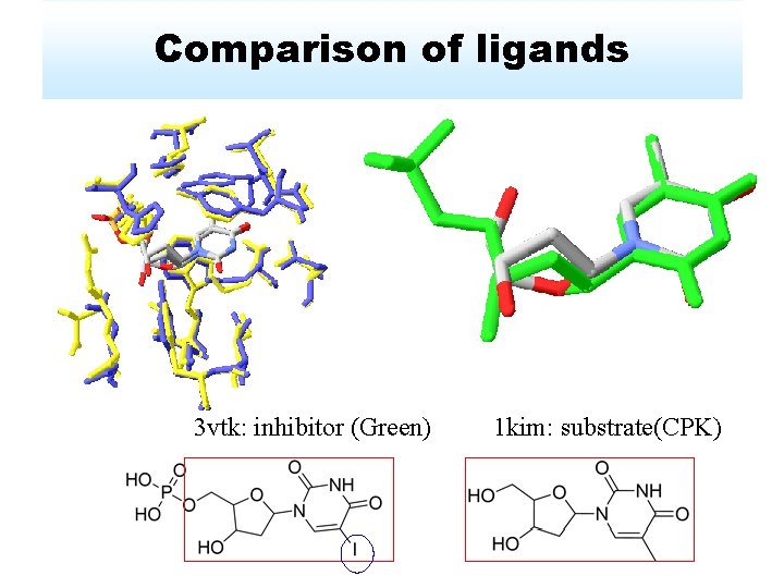 Comparison of ligands 3 vtk: inhibitor (Green) 1 kim: substrate(CPK) 