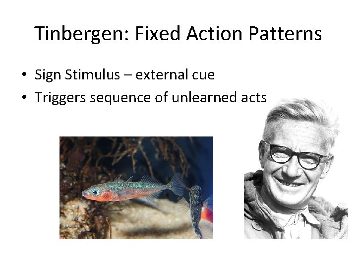 Tinbergen: Fixed Action Patterns • Sign Stimulus – external cue • Triggers sequence of