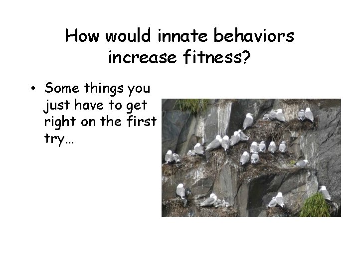 How would innate behaviors increase fitness? • Some things you just have to get