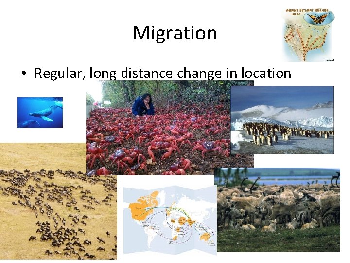 Migration • Regular, long distance change in location 