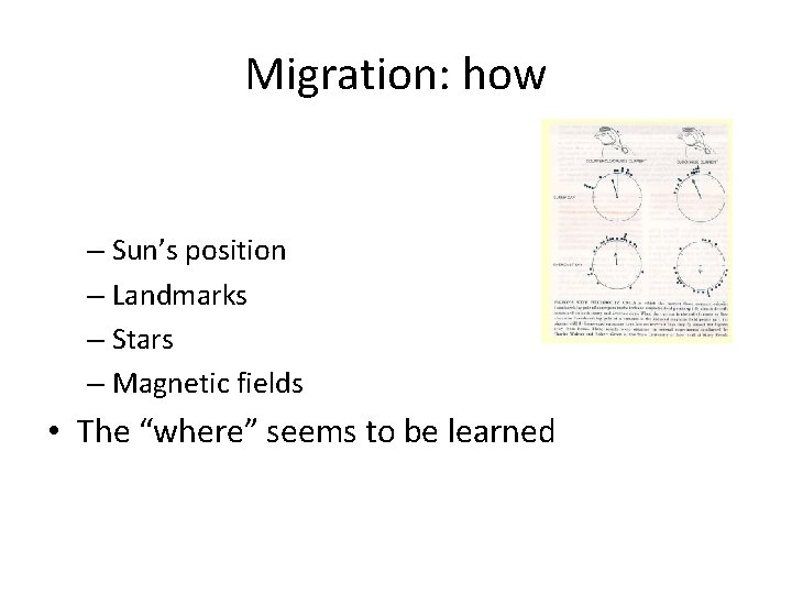 Migration: how – Sun’s position – Landmarks – Stars – Magnetic fields • The