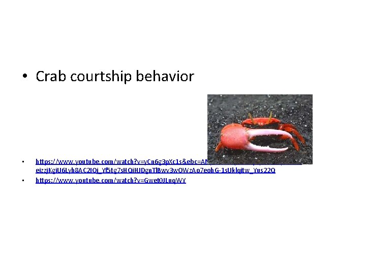  • Crab courtship behavior • • https: //www. youtube. com/watch? v=y. Cn 6