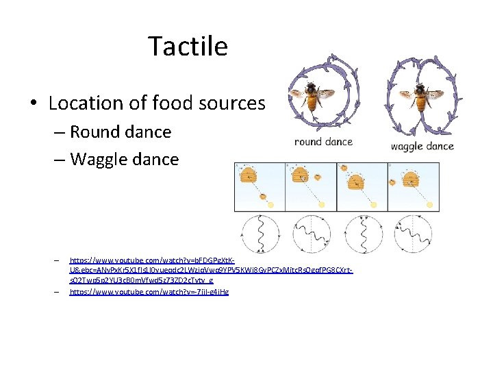 Tactile • Location of food sources – Round dance – Waggle dance – –