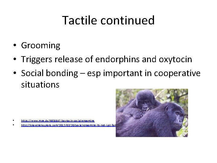 Tactile continued • Grooming • Triggers release of endorphins and oxytocin • Social bonding