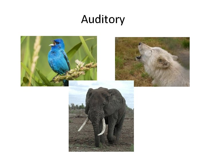 Auditory 