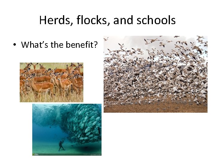 Herds, flocks, and schools • What’s the benefit? 