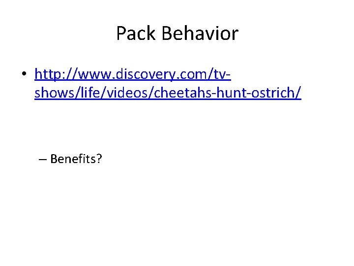 Pack Behavior • http: //www. discovery. com/tvshows/life/videos/cheetahs-hunt-ostrich/ – Benefits? 