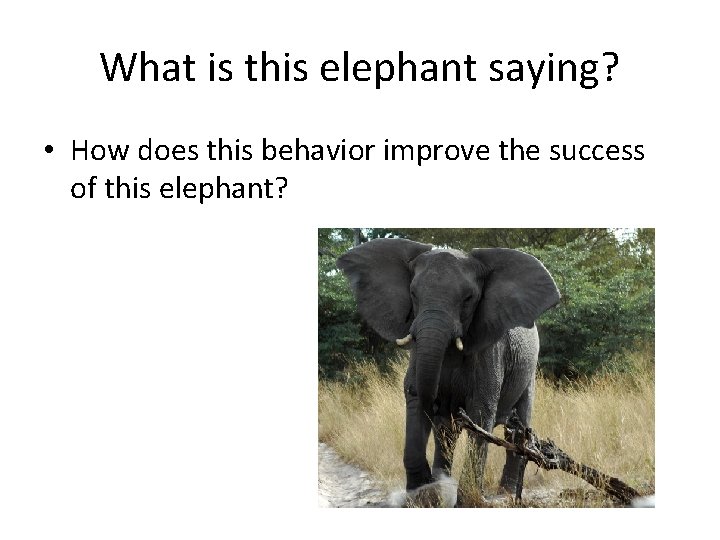 What is this elephant saying? • How does this behavior improve the success of