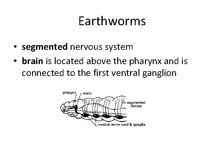 Earthworms • segmented nervous system • brain is located above the pharynx and is