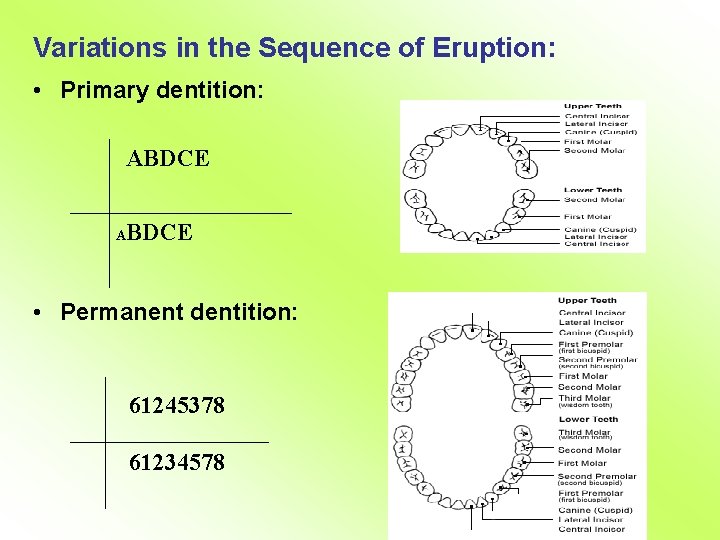 Variations in the Sequence of Eruption: • Primary dentition: ABDCE A BDCE • Permanent