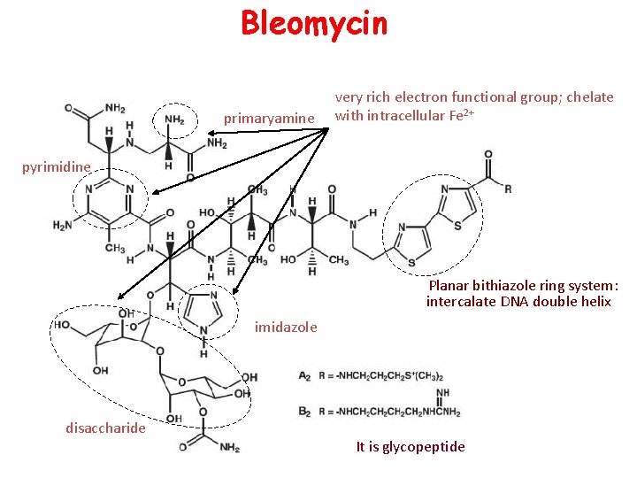 Bleomycin primaryamine very rich electron functional group; chelate with intracellular Fe 2+ pyrimidine Planar