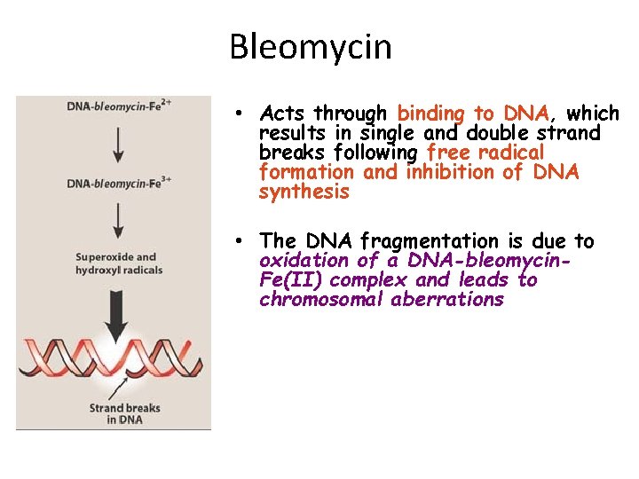Bleomycin • Acts through binding to DNA, which results in single and double strand