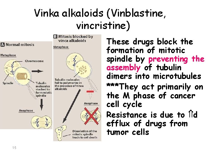 Vinka alkaloids (Vinblastine, vincristine) • These drugs block the formation of mitotic spindle by