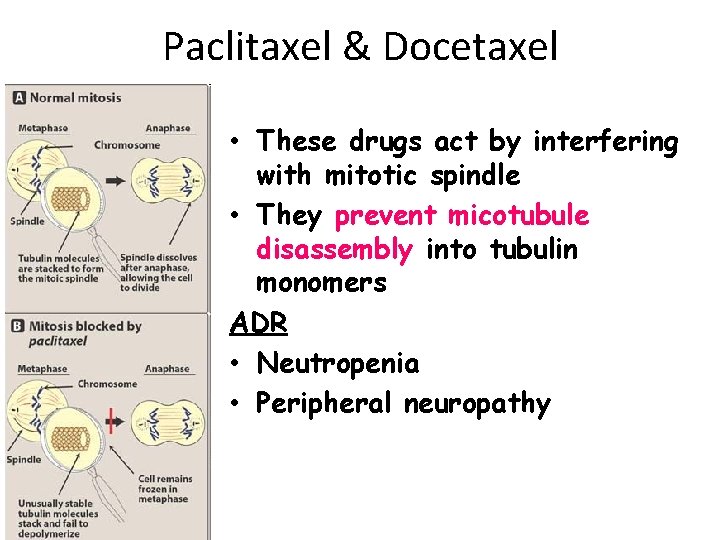 Paclitaxel & Docetaxel • These drugs act by interfering with mitotic spindle • They