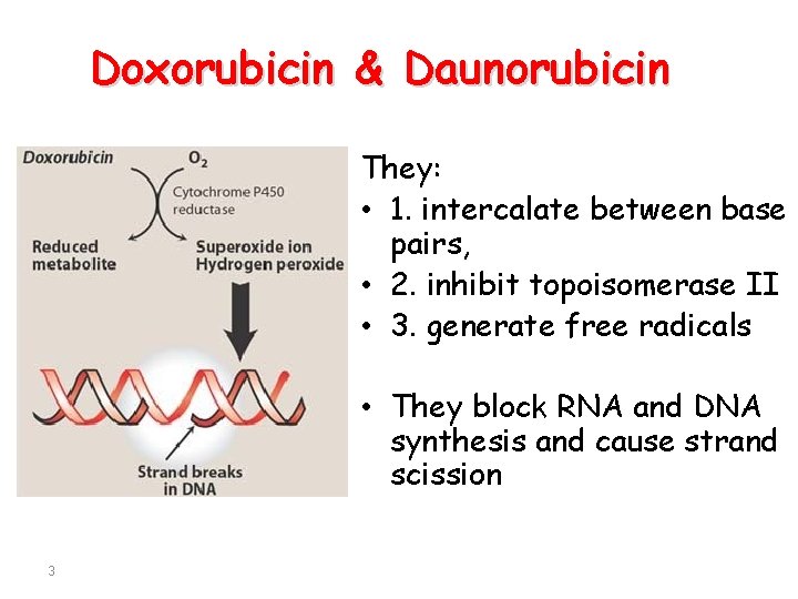 Doxorubicin & Daunorubicin They: • 1. intercalate between base pairs, • 2. inhibit topoisomerase