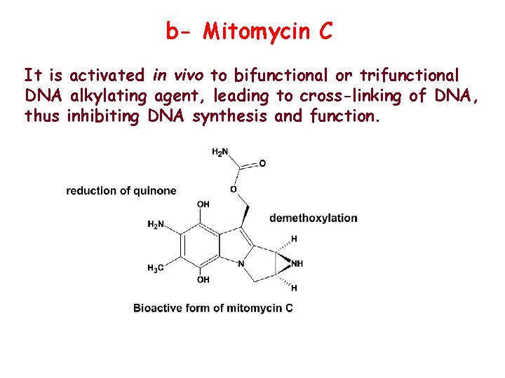 b- Mitomycin C It is activated in vivo to bifunctional or trifunctional DNA alkylating