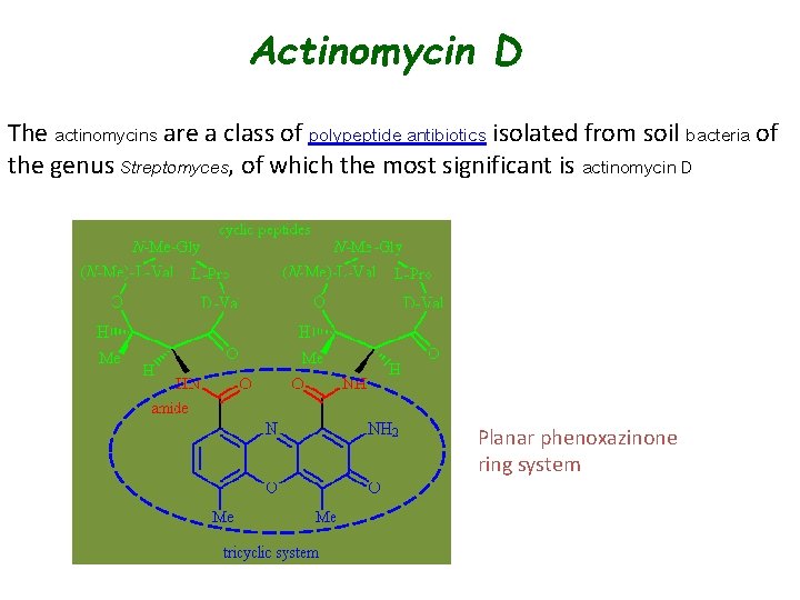 Actinomycin D The actinomycins are a class of polypeptide antibiotics isolated from soil bacteria