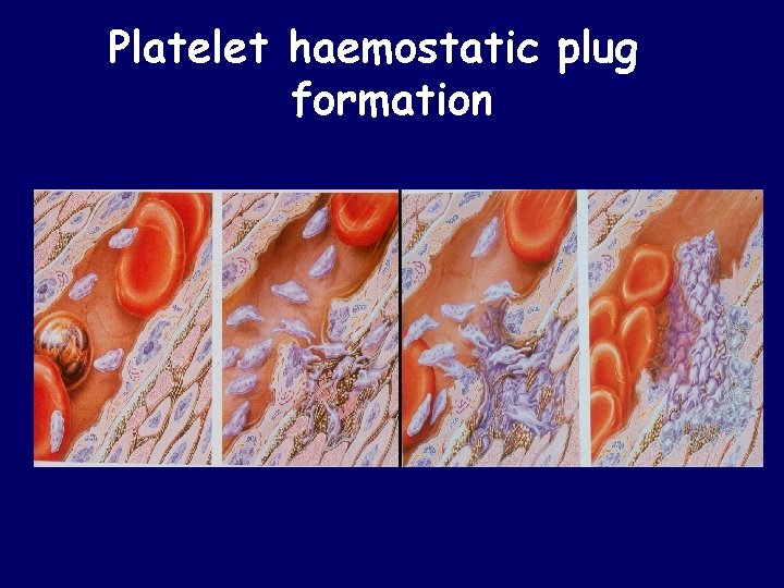 Platelet haemostatic plug formation 