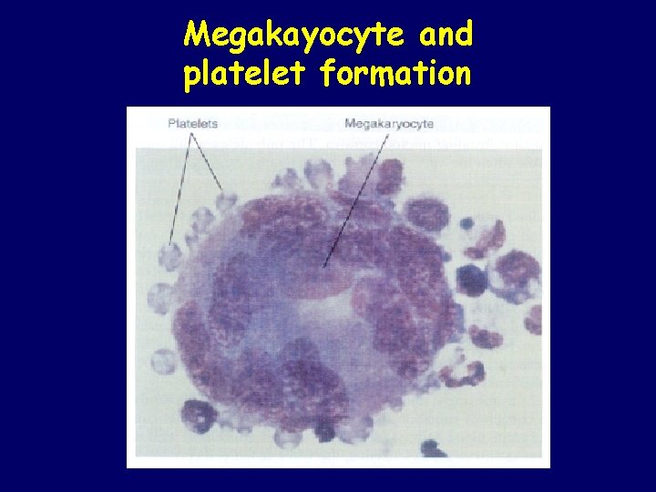 Megakayocyte and platelet formation 