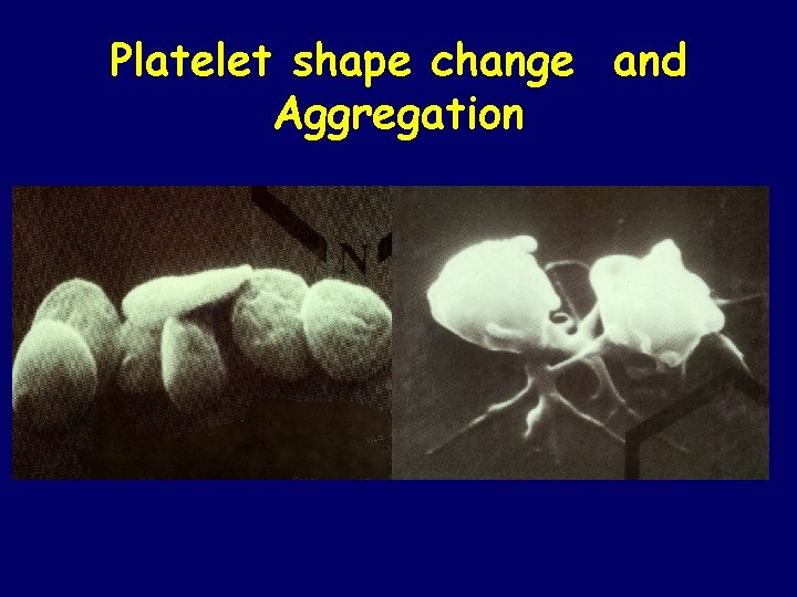 Platelet shape change and Aggregation 