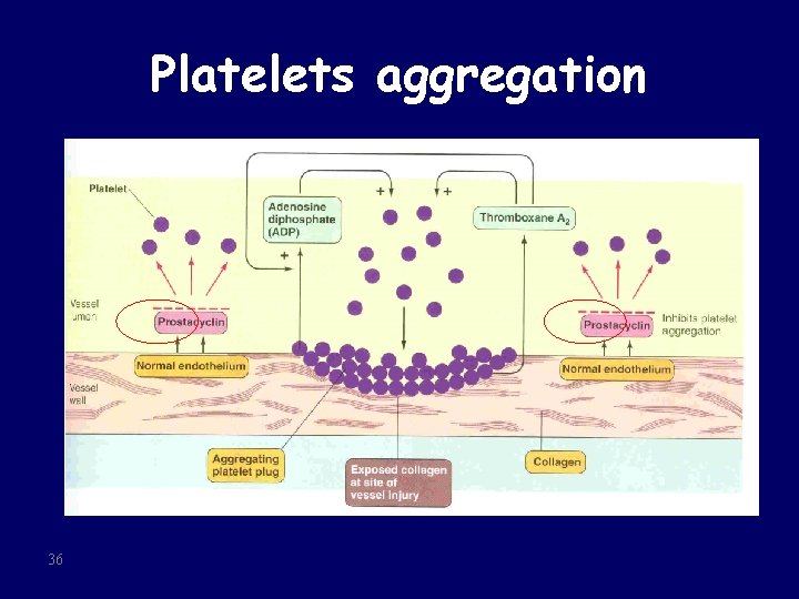 Platelets aggregation 36 