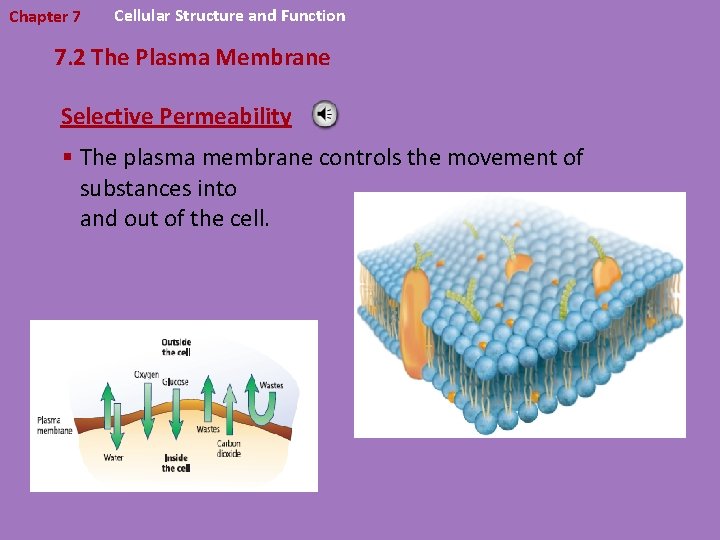 Chapter 7 Cellular Structure and Function 7. 2 The Plasma Membrane Selective Permeability §