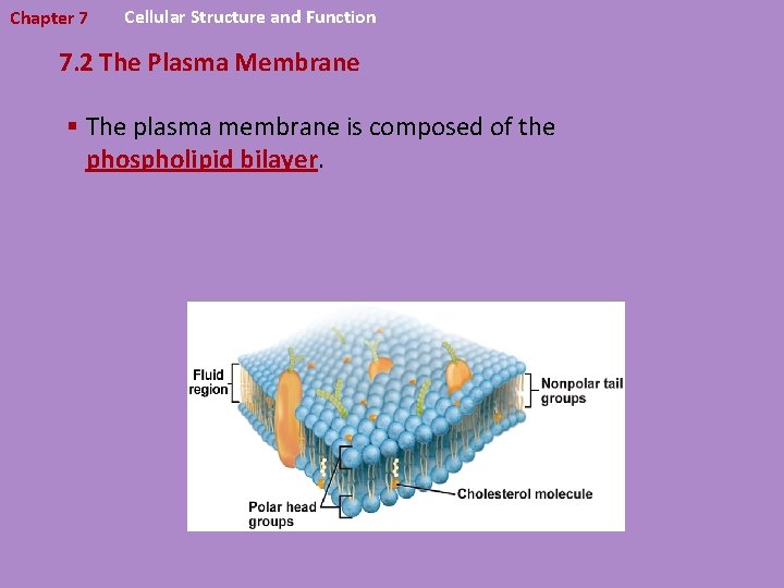 Chapter 7 Cellular Structure and Function 7. 2 The Plasma Membrane § The plasma