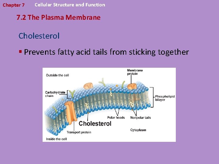 Chapter 7 Cellular Structure and Function 7. 2 The Plasma Membrane Cholesterol § Prevents