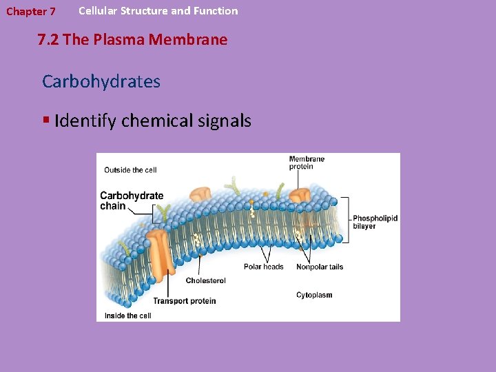 Chapter 7 Cellular Structure and Function 7. 2 The Plasma Membrane Carbohydrates § Identify
